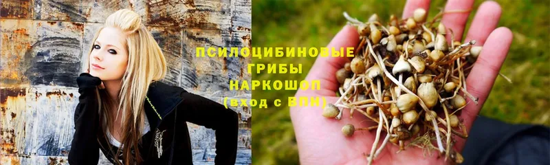 Псилоцибиновые грибы Psilocybine cubensis  Зима 